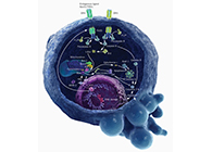 HQL制药、常州隆赛和上海GA黄金甲将配合研新型抗癌药物