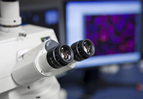 GA黄金甲载体构建效劳