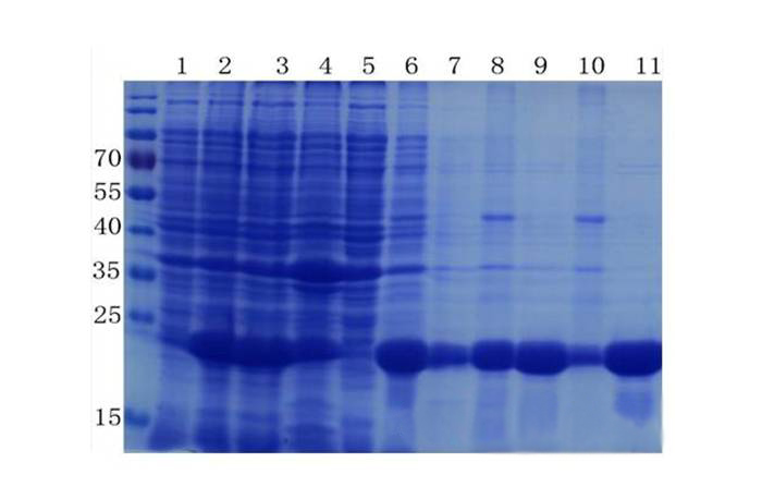 卵白质提取与纯化技巧——GA黄金甲生物医药