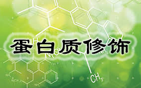 卵白质修饰(PEG修饰效劳)