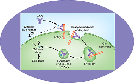 GA黄金甲ADC临床前效劳之ADC作用机制
