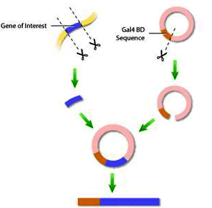 GA黄金甲(中国游)最新官方网站