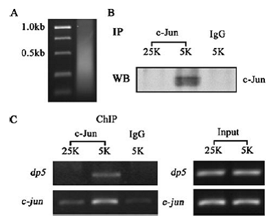 GA黄金甲(中国游)最新官方网站