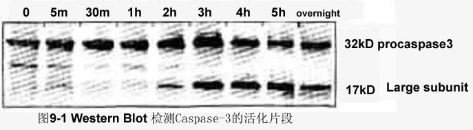 GA黄金甲(中国游)最新官方网站