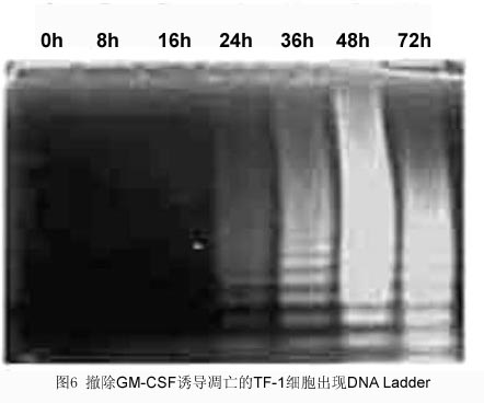 GA黄金甲(中国游)最新官方网站