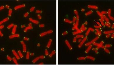 GA黄金甲(中国游)最新官方网站