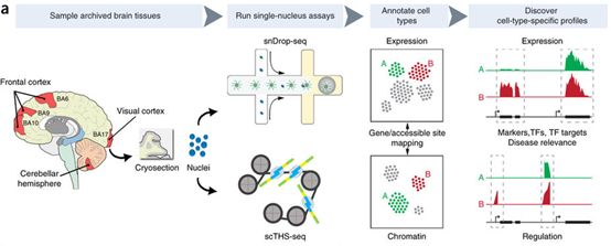 GA黄金甲(中国游)最新官方网站