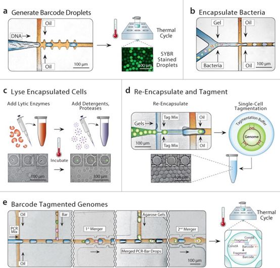 GA黄金甲(中国游)最新官方网站