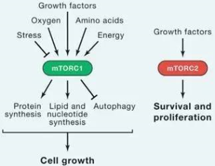 GA黄金甲(中国游)最新官方网站