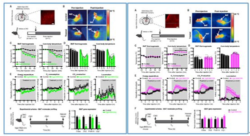 对神经元的激活会镌汰棕色脂肪产能，，，，，，，镌汰身体活动，，，，，，，从而抑制能量的消耗；；；；；；；相反，，，，，，，抑制神经元会提高能量的消耗。。。。。。