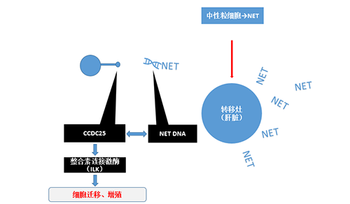 除了纯粹的捕获，，，，NET DNA与CCDC-25的连系还增强了癌细胞的侵袭行为，，，，增进了癌症的肝转移。。。。。。。