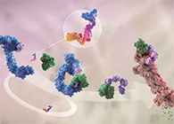 LYTAC出生，，，，，与PROTAC并肩作战针对不可成药的靶点