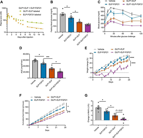 GLP1-ELP-FGF21双激动剂融合卵白对血糖和体重具有有用且一连的作用 GA黄金甲