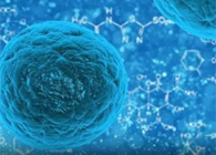 攻克三阴性乳腺癌，，，，，，蜜蜂毒液竟是要害？？？？？