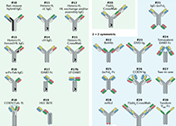 【云回首】理论、规则、实践，，，三位一体解说双抗的生物剖析