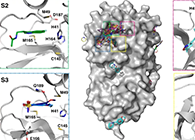 【Nature子刊】国际团队联协实力，，，，，加速基于COVID-19结构的药物设计！