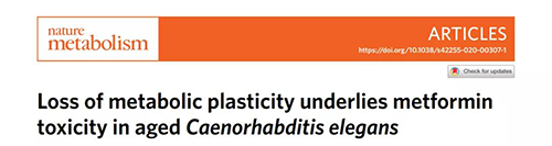 在线虫和人类原代细胞中，，，，，，，当在其寿命晚期提供二甲双胍时，，，，，，，二甲双胍会缩短命命，，，，，，，这与二甲双胍在年轻生物体中的起劲作用相反。。。。。