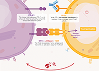 饿了吗？？？？？饿一饿原来可以辅助PD-1抑制剂肿瘤免疫治疗