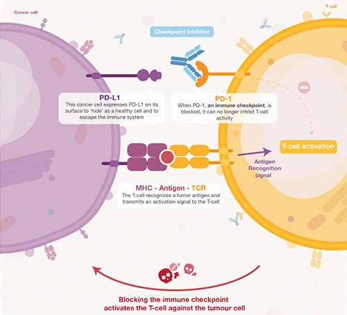 饿了吗？？？？饿一饿原来可以辅助PD-1抑制剂肿瘤免疫治疗 