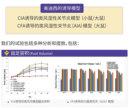GA黄金甲诱导的类风湿性枢纽炎模子