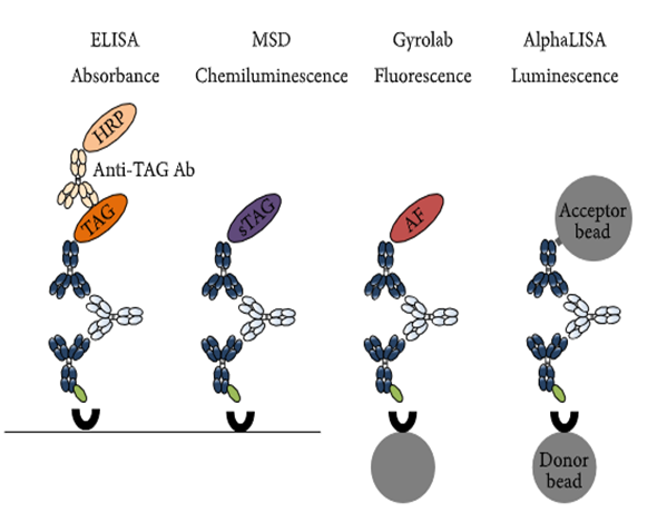 GA黄金甲免疫原性研究四大平台