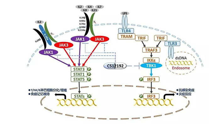 自身免疫疾病或迎新疗法！GA黄金甲助力微芯生物CS12192获批FDA