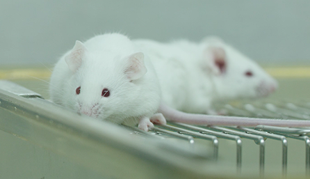 GA黄金甲临床前研究-药效学、药代动力学和临床前研究效劳