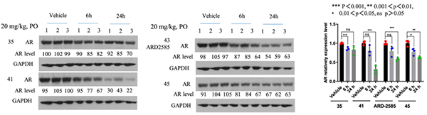 AR-降解剂对-VCaP-肿瘤中-AR-卵白的药效学-(PD)作用.png
