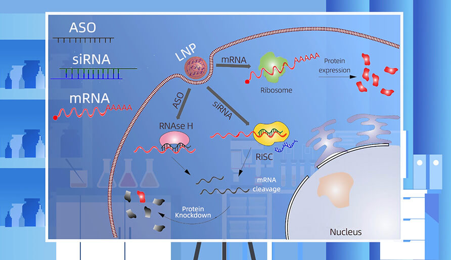 核酸药物的作用机制主要有哪些？？？？？？