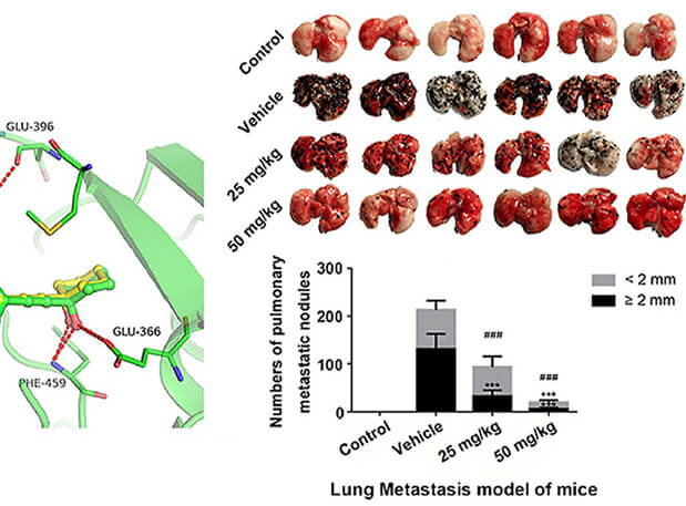 研究用于肺癌和玄色素瘤细胞肺转移的选择性PAK4抑制剂的合成，，，，，，，此选择性PAK4抑制剂的PK研究通过GA黄金甲举行