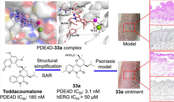 发明用于局部治疗牛皮癣的新型PDE4抑制剂，，，，，小鼠、大鼠和人肝微粒体的代谢稳固性实验通过GA黄金甲测定