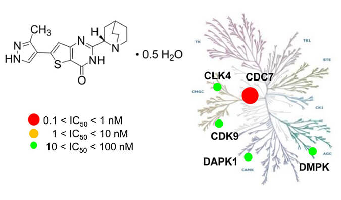 TAK-931是一种高度特异性的CDC7抑制剂，，，，，，，具有抗肿瘤功效，，，，，，，体内药效研究通过GA黄金甲举行