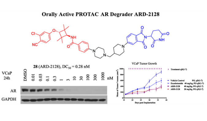 ARD-2128是一种PROTAC AR降解剂，，，，，具有精彩的血浆和微粒体稳固性，，，，，体外稳固性和PK研究通过GA黄金甲举行