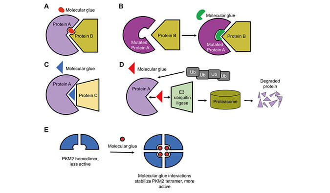 靶向卵白降解系列（三）：分子胶，，，，挑战不可成药
