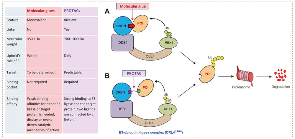 3-通过泛素-(Ub)-卵白酶系一切降解目的卵白-(POI)-示意图：分子胶(A)；；；PROTAC-(B).jpg