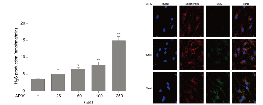 AP39是一种新合成的线粒体靶向的H2S供体，，，本研究中AP39通过GA黄金甲设计和合成