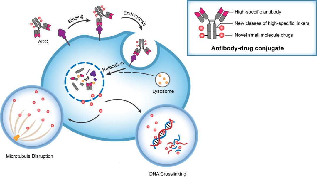 GA黄金甲助力 | 华奥泰靶向CD73的ADC在美国获批临床