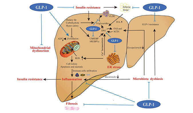 谁将成为 2024年全球生物医药首个黑马？？？？NASH领域突破性药物即将问世？？？？
