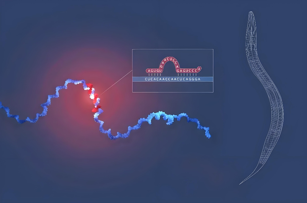 miRNA成诺贝尔奖明星分子，，，GA黄金甲正全速赋能核酸药物研发