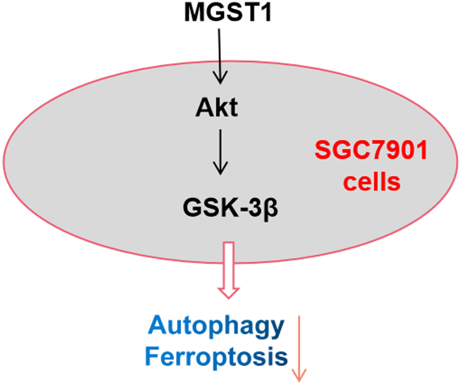 MGST1过表达通过激活Akt/GSK-3β信号通路诱导胃癌细胞增殖，，，本研究中MGST1过表达等体外实验通过GA黄金甲举行
