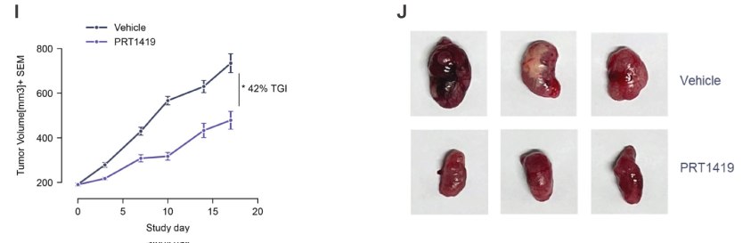 MCL1抑制剂在多种实体瘤和血液肿瘤模子中显示抗肿瘤效果，，，本研究中药效实验通过GA黄金甲举行