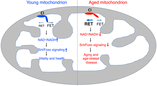 特异性RET抑制剂CPT可改善阿尔茨海默病，，，本研究中CPT由GA黄金甲化学部分合成