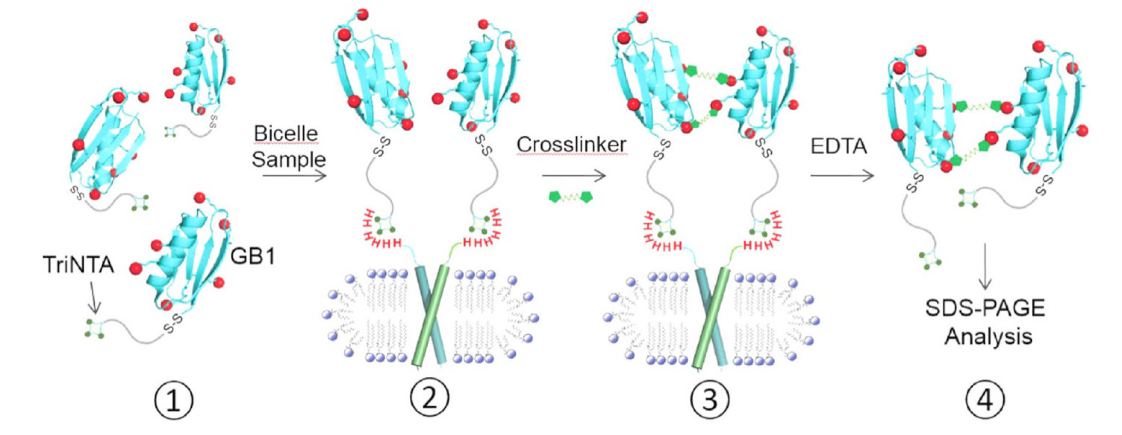 跨膜结构域寡聚体的结构测定新要领，，，其中TriNTA通过GA黄金甲合成